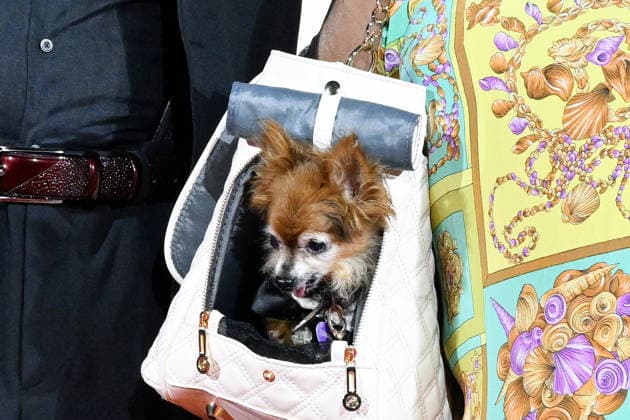 Entertainment Bilder des Tages September 10, 2026, Venice, Rome, Italy: Devin DeVasquez s dog on the red carpet for Scherzetto, the 83rd Venice Film Festival. Venice, September 10, 2026 Venice Italy  - ZUMAa289 20260910_zia_a289_469 Copyright: xMlax xAgfx