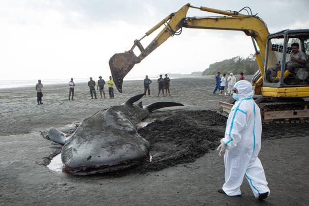News Bilder des Tages September 12, 2026, Jembrana, Bali, Indonesia: An excavator moves the carcass of a whale shark (Rhincodon typus) into a burial pit during an on-site disposal operation at Pengeragoan Beach in Jembrana, Bali. Conservation officials used heavy machinery to bury the marine creature following a necropsy to determine its cause of death. Jembrana Indonesia - ZUMAp229 20260912_zip_p229_001 Copyright: xLanaxPriatnax