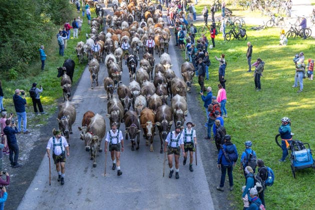 News Bilder des Tages Viehscheid in Oberstdorf Kühe laufen bei der Viehscheid ins Tal. Im Allgäu wird der Almabtrieb Viehscheid genannt., Oberstdorf Bayern Deutschland