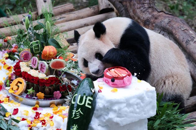 CHONGQING, CHINA - SEPTEMBER 13: Twin giant pandas Qi Zhen and Qi Bao celebrate their fifth birthday with a cake made of flowers, fruits and vegetables, a snow bed, dolls and a lounge chair prepared by Chongqing Zoo on September 13, 2026 in Chongqing, China.  Copyright: xVCGx 111666421402