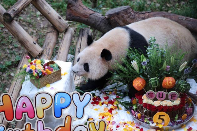 Entertainment Bilder des Tages CHONGQING, CHINA - SEPTEMBER 13: Twin giant pandas Qi Zhen and Qi Bao celebrate their fifth birthday with a cake made of flowers, fruits and vegetables, a snow bed, toys and a lounge chair at a zoo on September 13, 2026 in Chongqing, China. The event attracted a large number of tourists and fans to watch.  Copyright: xVCGx 111666421392