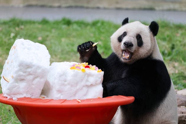 CHONGQING, CHINA - SEPTEMBER 13: Twin giant pandas Qi Zhen and Qi Bao celebrate their fifth birthday with a cake made of flowers, fruits and vegetables, a snow bed, dolls and a lounge chair at a park on September 13, 2026 in Chongqing, China. Large crowds of tourists and fans gathered to watch the celebration.  Copyright: xVCGx 111666421380