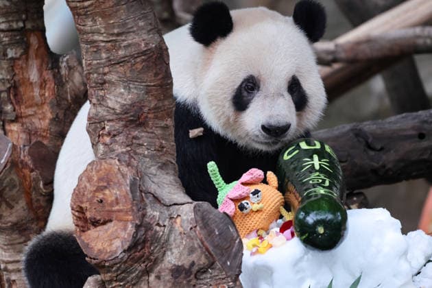 CHONGQING, CHINA - SEPTEMBER 13: Twin pandas Qi Zhen and Qi Bao celebrate their fifth birthday with a cake made of flowers, fruits and vegetables, a snow bed, dolls and a lounge chair at Chongqing Zoo on September 13, 2026 in Chongqing, China. The zoo prepared various gifts for the twins, attracting tourists to watch.  Copyright: xVCGx 111666421384