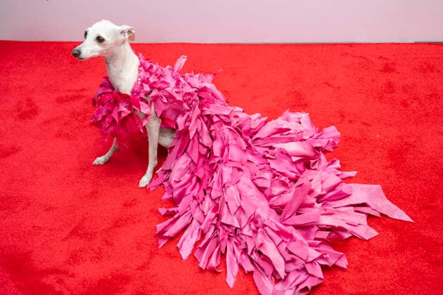September 11, 2026, New York, New York, USA: KALA THE IGGY attends the Daily Front Row 13th annual Fashion Media Awards at the Rainbow Room in New York. 11 September 2026 New York USA - ZUMAa265 20260911_zep_a265_036 Copyright: xEricxAcquayex