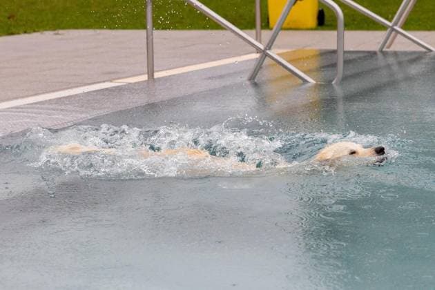 Hundeschwimmen im Freibad Werne ** NUR FÜR REDAKTIONELLE ZWECKE ** EDITORIAL USE ONLY **<p>Am Sonntag, den 13. September 2026 öffnete das Freibad Werne der Wasserwelten Bochum die Tore für das Hundeschwimmen. Deutschland NRW Bochum Copyright: MichaelxSchwalm