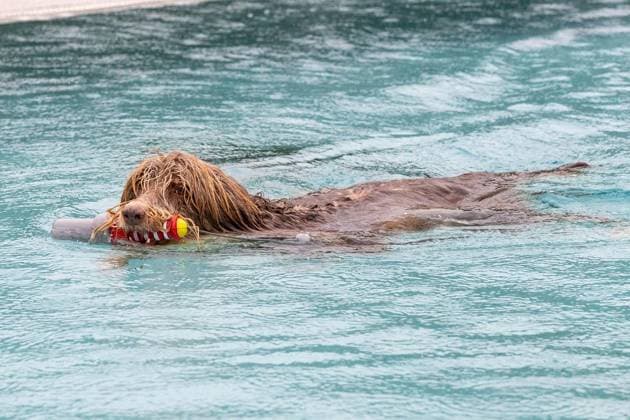 Hundeschwimmen im Freibad Werne ** NUR FÜR REDAKTIONELLE ZWECKE ** EDITORIAL USE ONLY **<p>Am Sonntag, den 13. September 2026 öffnete das Freibad Werne der Wasserwelten Bochum die Tore für das Hundeschwimmen. Deutschland NRW Bochum Copyright: MichaelxSchwalm