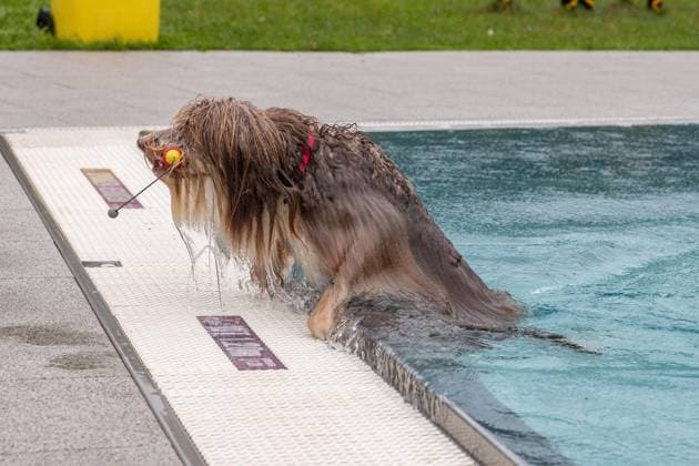 Hundeschwimmen im Freibad Werne ** NUR FÜR REDAKTIONELLE ZWECKE ** EDITORIAL USE ONLY **<p>Am Sonntag, den 13. September 2026 öffnete das Freibad Werne der Wasserwelten Bochum die Tore für das Hundeschwimmen. Deutschland NRW Bochum Copyright: MichaelxSchwalm