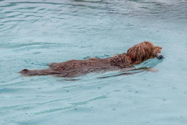 Hundeschwimmen im Freibad Werne ** NUR FÜR REDAKTIONELLE ZWECKE ** EDITORIAL USE ONLY **<p>Am Sonntag, den 13. September 2026 öffnete das Freibad Werne der Wasserwelten Bochum die Tore für das Hundeschwimmen. Deutschland NRW Bochum Copyright: MichaelxSchwalm