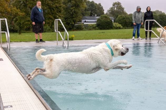 Hundeschwimmen im Freibad Werne ** NUR FÜR REDAKTIONELLE ZWECKE ** EDITORIAL USE ONLY **<p>Am Sonntag, den 13. September 2026 öffnete das Freibad Werne der Wasserwelten Bochum die Tore für das Hundeschwimmen. Deutschland NRW Bochum Copyright: MichaelxSchwalm