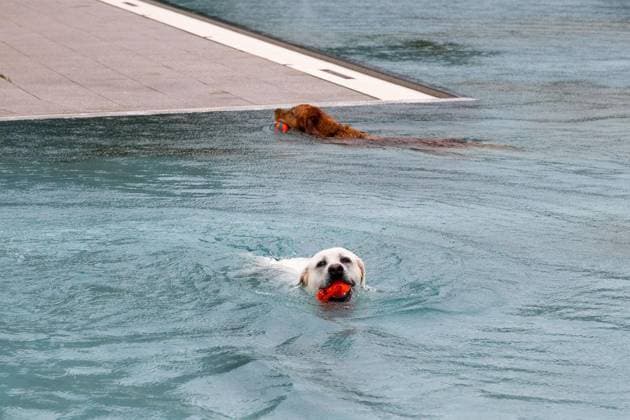 Hundeschwimmen im Freibad Werne ** NUR FÜR REDAKTIONELLE ZWECKE ** EDITORIAL USE ONLY **<p>Am Sonntag, den 13. September 2026 öffnete das Freibad Werne der Wasserwelten Bochum die Tore für das Hundeschwimmen. Deutschland NRW Bochum Copyright: MichaelxSchwalm