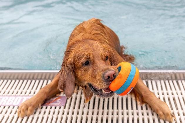 News Bilder des Tages Hundeschwimmen im Freibad Werne ** NUR FÜR REDAKTIONELLE ZWECKE ** EDITORIAL USE ONLY **<p>Am Sonntag, den 13. September 2026 öffnete das Freibad Werne der Wasserwelten Bochum die Tore für das Hundeschwimmen. Deutschland NRW Bochum Copyright: MichaelxSchwalm