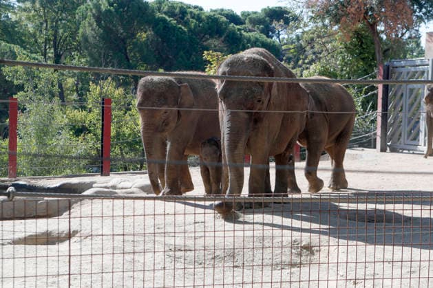 September 15, 2026, Madri, Community Of Madrid, Spain: A male Sumatran elephant calf named MAX is seen exploring his enclosure and interacting with his mother CYNTHIA and other female herd members, including his aunt and sister, at the Zoo Aquarium de Madrid on Tuesday, September 15, 2026, in Madrid, Spain. In a unique naming event, caretakers presented CYNTHIA with three boxes, and she intuitively selected the name MAX, which serendipitously honors the species scientific name, Elephas maximus sumatranus. Born in August 2026 after a 21-month gestation, the calf s arrival was supported by the herd s females, who exhibit natural cooperative rearing behavior (allomothering) to protect and guide the newborn. Sired by VALENTINO (not pictured), - ZUMAo127 20260915_zep_o127_006 Copyright: xHugoxOrtunox