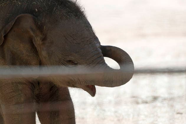 September 15, 2026, Madri, Community Of Madrid, Spain: A male Sumatran elephant calf named MAX is seen exploring his enclosure and interacting with his mother CYNTHIA and other female herd members, including his aunt and sister, at the Zoo Aquarium de Madrid on Tuesday, September 15, 2026, in Madrid, Spain. In a unique naming event, caretakers presented CYNTHIA with three boxes, and she intuitively selected the name MAX, which serendipitously honors the species scientific name, Elephas maximus sumatranus. Born in August 2026 after a 21-month gestation, the calf s arrival was supported by the herd s females, who exhibit natural cooperative rearing behavior (allomothering) to protect and guide the newborn. Sired by VALENTINO (not pictured), - ZUMAo127 20260915_zep_o127_009 Copyright: xHugoxOrtunox