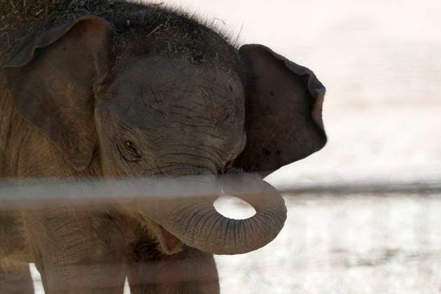 September 15, 2026, Madri, Community Of Madrid, Spain: A male Sumatran elephant calf named MAX is seen exploring his enclosure and interacting with his mother CYNTHIA and other female herd members, including his aunt and sister, at the Zoo Aquarium de Madrid on Tuesday, September 15, 2026, in Madrid, Spain. In a unique naming event, caretakers presented CYNTHIA with three boxes, and she intuitively selected the name MAX, which serendipitously honors the species scientific name, Elephas maximus sumatranus. Born in August 2026 after a 21-month gestation, the calf s arrival was supported by the herd s females, who exhibit natural cooperative rearing behavior (allomothering) to protect and guide the newborn. Sired by VALENTINO (not pictured), - ZUMAo127 20260915_zep_o127_014 Copyright: xHugoxOrtunox