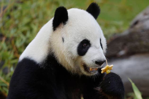 September 19, 2026, Madrid, Community Of Madrid, Spain: Giant panda JIN XI eats a special birthday cake made of fresh bamboo and apples as he celebrates his 6th birthday at the Zoo Aquarium de Madrid on Saturday, September 19, 2026, in Madrid, Spain. Born on September 1, 2020, and easily recognizable by a black freckle-like spot on his right cheek, JIN XI (whose name symbolizes happiness and blessings) arrived in Spain in April 2024 alongside female panda ZHU YU (not pictured) from the Chengdu Giant Panda Breeding Base in China. The weekend celebration highlights the strong international cooperation between Spain and China regarding the conservation, research, and breeding of this emblematic species. The Madrid Zoo has been a European bench - ZUMAo127 20260919_zep_o127_029 Copyright: xHugoxOrtunox