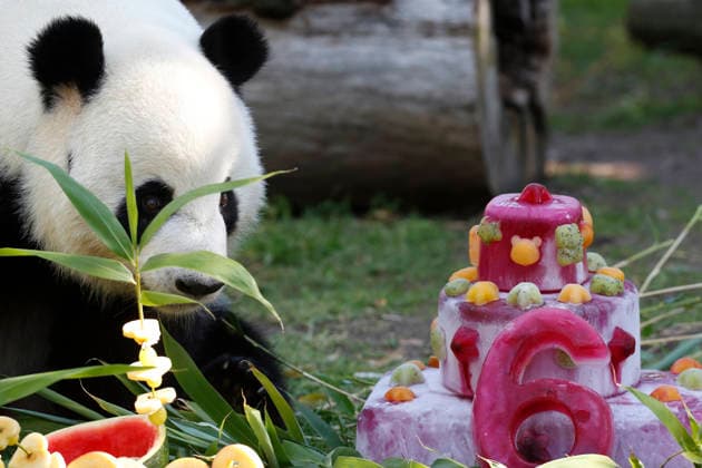 September 19, 2026, Madrid, Community Of Madrid, Spain: Giant panda JIN XI eats a special birthday cake made of fresh bamboo and apples as he celebrates his 6th birthday at the Zoo Aquarium de Madrid on Saturday, September 19, 2026, in Madrid, Spain. Born on September 1, 2020, and easily recognizable by a black freckle-like spot on his right cheek, JIN XI (whose name symbolizes happiness and blessings) arrived in Spain in April 2024 alongside female panda ZHU YU (not pictured) from the Chengdu Giant Panda Breeding Base in China. The weekend celebration highlights the strong international cooperation between Spain and China regarding the conservation, research, and breeding of this emblematic species. The Madrid Zoo has been a European bench - ZUMAo127 20260919_zep_o127_033 Copyright: xHugoxOrtunox