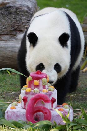 September 19, 2026, Madrid, Community Of Madrid, Spain: Giant panda JIN XI eats a special birthday cake made of fresh bamboo and apples as he celebrates his 6th birthday at the Zoo Aquarium de Madrid on Saturday, September 19, 2026, in Madrid, Spain. Born on September 1, 2020, and easily recognizable by a black freckle-like spot on his right cheek, JIN XI (whose name symbolizes happiness and blessings) arrived in Spain in April 2024 alongside female panda ZHU YU (not pictured) from the Chengdu Giant Panda Breeding Base in China. The weekend celebration highlights the strong international cooperation between Spain and China regarding the conservation, research, and breeding of this emblematic species. The Madrid Zoo has been a European bench - ZUMAo127 20260919_zep_o127_043 Copyright: xHugoxOrtunox