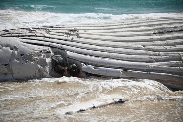 WHALE CARCASS PERTH, A whale carcass is seen washed up on City Beach, in Perth, Monday, September 28, 2026. ( NO ARCHIVING PERTH Australia WA  Copyright: xAARONxBUNCHx 20260928170100500959