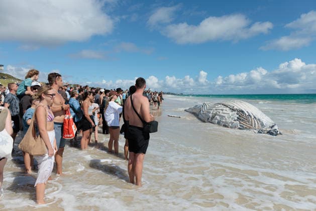 Shark warnings after whale carcass washed up, Members of the public look on at a beached whale on City Beach in Perth on Monday, 28 September, 2026. Authorities have closed swimming access to the beach after multiple shark sightings at the popular swimming spot. ( NO ARCHIVING  Copyright: xRICHARDxWAINWRIGHTx 20260928137625362071