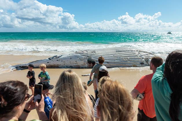 Shark warnings after whale carcass washed up, Members of the public look on at a beached whale on City Beach in Perth on Monday, September 28, 2026. Authorities have closed swimming access to the beach after multiple shark sightings at the popular swimming spot. ( NO ARCHIVING  Copyright: xRICHARDxWAINWRIGHTx 20260928172704306560