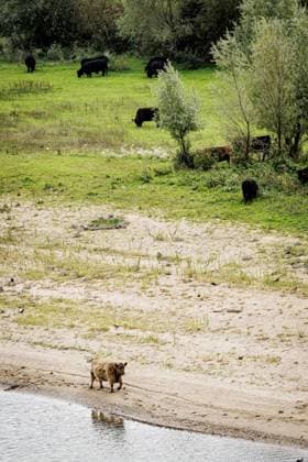 NIJMEGEN - Cattle along the Waal, which has reached a new low due to drought. The water has never been this low since water levels have been measured there. EMIEL MUIJDERMAN ANP  Copyright: xANPxSportx xxANPx x570572039x originalFilename: 1083929855st.jpg