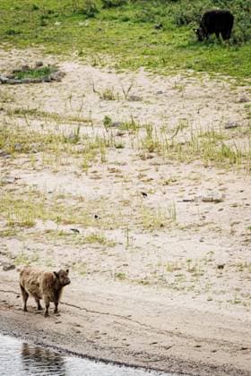 NIJMEGEN - Cattle along the Waal, which has reached a new low due to drought. The water has never been this low since water levels have been measured there. EMIEL MUIJDERMAN ANP  Copyright: xANPxSportx xxANPx x570572044x originalFilename: 1083929877st.jpg