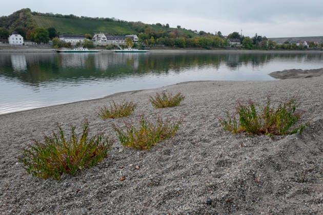 Fährbetrieb eingestellt 28.09.2026 Aufgrund Niedrigwasser ragen aus dem Rhein bei Kornsand und Nierstein Sandbänke aus dem Wasser. Bei diesem geringen Wasserpegel kann die Fahrzeugfähre nicht mehr anlegen. Baggerarbeiten zwecks Verlegen des Sandes waren nicht erfolgreich. Der Fährbetrieb wurde bis auf weiteres eingestellt. Nach Mainz oder Worms muss eine andere Überfahrt erfolgen Kornsand Hessen Deutschland