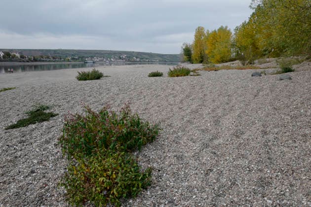 Fährbetrieb eingestellt 28.09.2026 Aufgrund Niedrigwasser ragen aus dem Rhein bei Kornsand und Nierstein Sandbänke aus dem Wasser. Bei diesem geringen Wasserpegel kann die Fahrzeugfähre nicht mehr anlegen. Baggerarbeiten zwecks Verlegen des Sandes waren nicht erfolgreich. Der Fährbetrieb wurde bis auf weiteres eingestellt. Nach Mainz oder Worms muss eine andere Überfahrt erfolgen Kornsand Hessen Deutschland