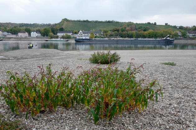 Fährbetrieb eingestellt 28.09.2026 Aufgrund Niedrigwasser ragen aus dem Rhein bei Kornsand und Nierstein Sandbänke aus dem Wasser. Bei diesem geringen Wasserpegel kann die Fahrzeugfähre nicht mehr anlegen. Baggerarbeiten zwecks Verlegen des Sandes waren nicht erfolgreich. Der Fährbetrieb wurde bis auf weiteres eingestellt. Nach Mainz oder Worms muss eine andere Überfahrt erfolgen Kornsand Hessen Deutschland
