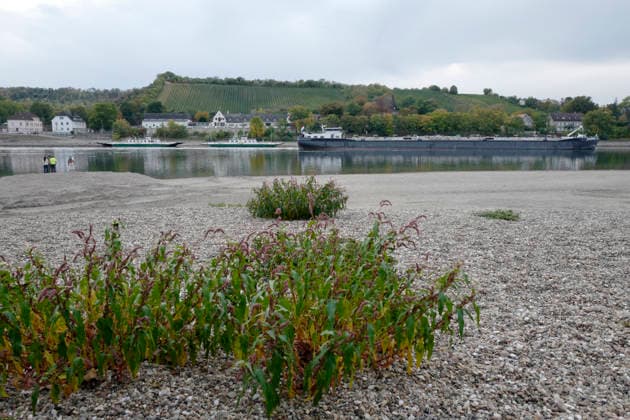 Fährbetrieb eingestellt 28.09.2026 Aufgrund Niedrigwasser ragen aus dem Rhein bei Kornsand und Nierstein Sandbänke aus dem Wasser. Bei diesem geringen Wasserpegel kann die Fahrzeugfähre nicht mehr anlegen. Baggerarbeiten zwecks Verlegen des Sandes waren nicht erfolgreich. Der Fährbetrieb wurde bis auf weiteres eingestellt. Nach Mainz oder Worms muss eine andere Überfahrt erfolgen Kornsand Hessen Deutschland