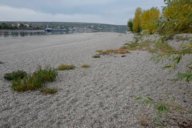 Fährbetrieb eingestellt 28.09.2026 Aufgrund Niedrigwasser ragen aus dem Rhein bei Kornsand und Nierstein Sandbänke aus dem Wasser. Bei diesem geringen Wasserpegel kann die Fahrzeugfähre nicht mehr anlegen. Baggerarbeiten zwecks Verlegen des Sandes waren nicht erfolgreich. Der Fährbetrieb wurde bis auf weiteres eingestellt. Nach Mainz oder Worms muss eine andere Überfahrt erfolgen Kornsand Hessen Deutschland