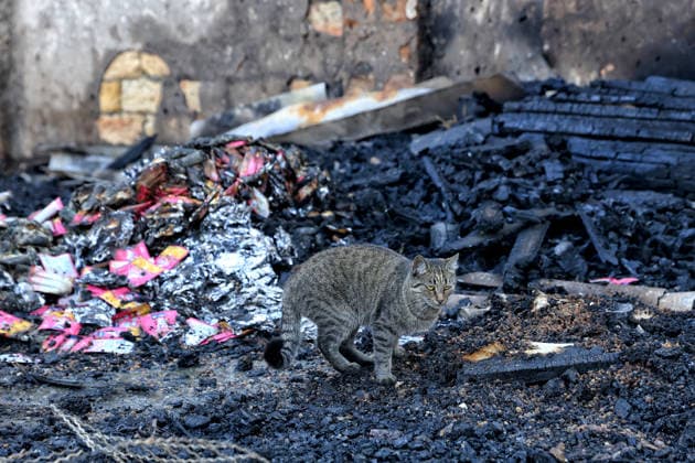 A cat stays on the ruins of the main building at the Loving Hearts animal shelter in the Odesa region, Ukraine, September 29, 2026. During a nighttime Russian drone strike, the roof of the building - covering more than 400 square metres - was hit. The fire destroyed the premises along with stocks of grain, medicines, warm blankets, bowls, and other critical supplies. Thirteen animals - 10 cats and three dogs - died as a result of the strike and ensuing fire. (Photo by Nina Liashonok Ukrinform) Russia strikes animal shelter near Odesa  Copyright: xNinaxLiashonokx