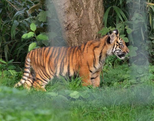 Tigerbaby Jungtier Nachwuchs im Zoo Krefeld in Deutschland im Bundesland NRW am Niederrhein. Sumatra-Tigerkatze Mau auf der Anlage mit ihrem 3 Monate alten Tigerbaby. Zoo Krefeld