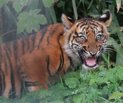 Tigerbaby Jungtier Nachwuchs im Zoo Krefeld in Deutschland im Bundesland NRW am Niederrhein. Sumatra-Tigerkatze Mau auf der Anlage mit ihrem 3 Monate alten Tigerbaby. Zoo Krefeld