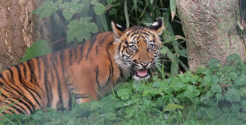 Tigerbaby Jungtier Nachwuchs im Zoo Krefeld in Deutschland im Bundesland NRW am Niederrhein. Sumatra-Tigerkatze Mau auf der Anlage mit ihrem 3 Monate alten Tigerbaby. Zoo Krefeld