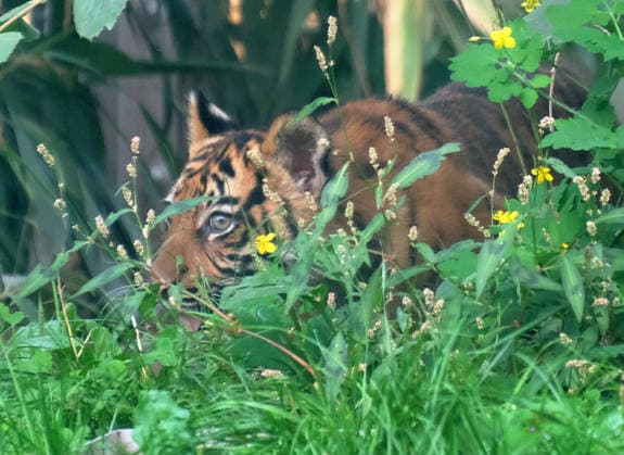 Tigerbaby Jungtier Nachwuchs im Zoo Krefeld in Deutschland im Bundesland NRW am Niederrhein. Sumatra-Tigerkatze Mau auf der Anlage mit ihrem 3 Monate alten Tigerbaby. Zoo Krefeld