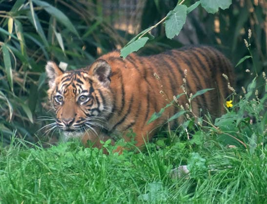 Tigerbaby Jungtier Nachwuchs im Zoo Krefeld in Deutschland im Bundesland NRW am Niederrhein. Sumatra-Tigerkatze Mau auf der Anlage mit ihrem 3 Monate alten Tigerbaby. Zoo Krefeld