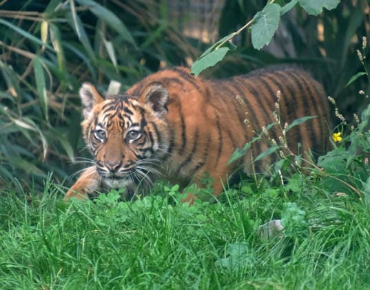 Tigerbaby Jungtier Nachwuchs im Zoo Krefeld in Deutschland im Bundesland NRW am Niederrhein. Sumatra-Tigerkatze Mau auf der Anlage mit ihrem 3 Monate alten Tigerbaby. Zoo Krefeld