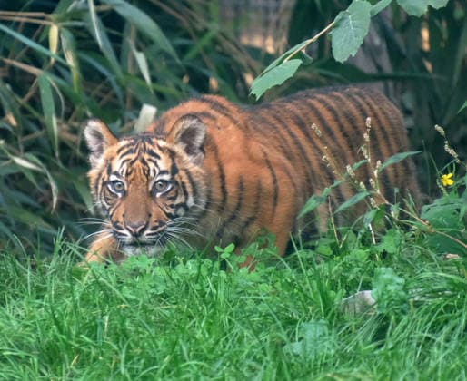 Tigerbaby Jungtier Nachwuchs im Zoo Krefeld in Deutschland im Bundesland NRW am Niederrhein. Sumatra-Tigerkatze Mau auf der Anlage mit ihrem 3 Monate alten Tigerbaby. Zoo Krefeld