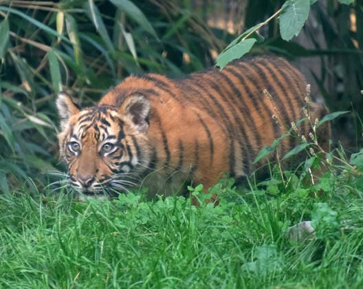 Tigerbaby Jungtier Nachwuchs im Zoo Krefeld in Deutschland im Bundesland NRW am Niederrhein. Sumatra-Tigerkatze Mau auf der Anlage mit ihrem 3 Monate alten Tigerbaby. Zoo Krefeld