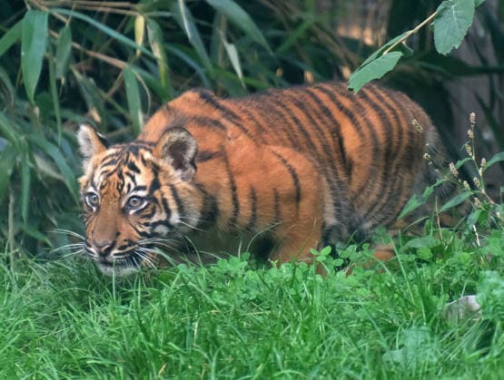 Tigerbaby Jungtier Nachwuchs im Zoo Krefeld in Deutschland im Bundesland NRW am Niederrhein. Sumatra-Tigerkatze Mau auf der Anlage mit ihrem 3 Monate alten Tigerbaby. Zoo Krefeld