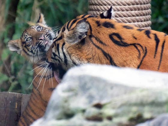 Tigerbaby Jungtier Nachwuchs im Zoo Krefeld in Deutschland im Bundesland NRW am Niederrhein. Sumatra-Tigerkatze Mau auf der Anlage mit ihrem 3 Monate alten Tigerbaby. Zoo Krefeld