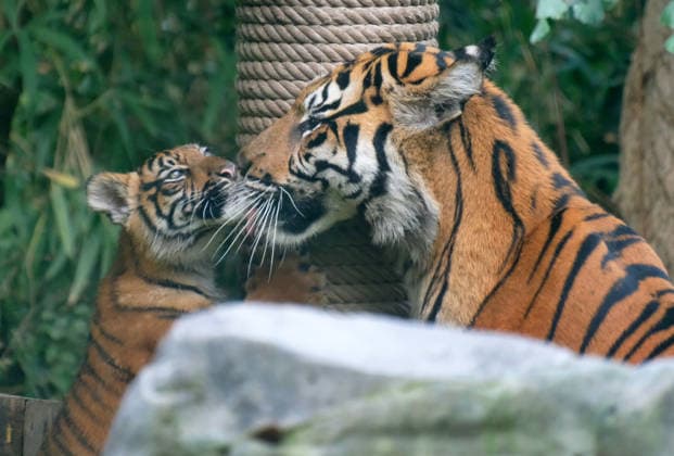 Tigerbaby Jungtier Nachwuchs im Zoo Krefeld in Deutschland im Bundesland NRW am Niederrhein. Sumatra-Tigerkatze Mau auf der Anlage mit ihrem 3 Monate alten Tigerbaby. Zoo Krefeld