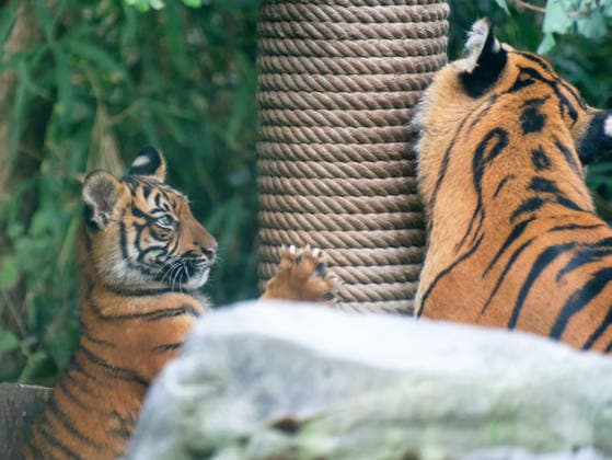 Tigerbaby Jungtier Nachwuchs im Zoo Krefeld in Deutschland im Bundesland NRW am Niederrhein. Sumatra-Tigerkatze Mau auf der Anlage mit ihrem 3 Monate alten Tigerbaby. Zoo Krefeld