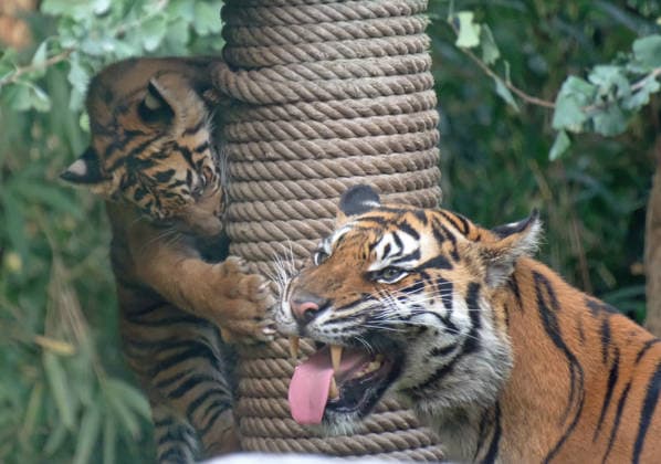 Tigerbaby Jungtier Nachwuchs im Zoo Krefeld in Deutschland im Bundesland NRW am Niederrhein. Sumatra-Tigerkatze Mau auf der Anlage mit ihrem 3 Monate alten Tigerbaby. Zoo Krefeld