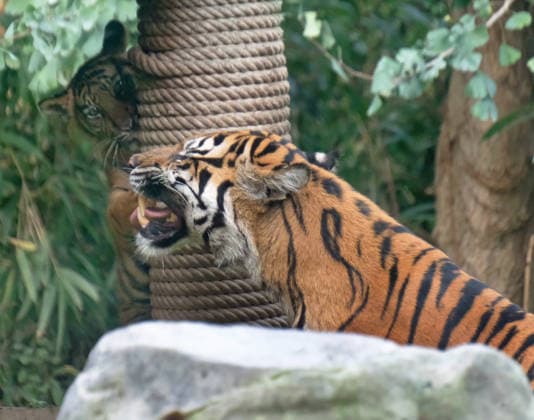 Tigerbaby Jungtier Nachwuchs im Zoo Krefeld in Deutschland im Bundesland NRW am Niederrhein. Sumatra-Tigerkatze Mau auf der Anlage mit ihrem 3 Monate alten Tigerbaby. Zoo Krefeld