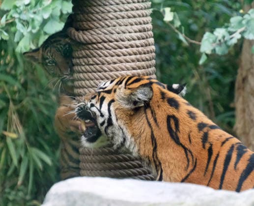 Tigerbaby Jungtier Nachwuchs im Zoo Krefeld in Deutschland im Bundesland NRW am Niederrhein. Sumatra-Tigerkatze Mau auf der Anlage mit ihrem 3 Monate alten Tigerbaby. Zoo Krefeld