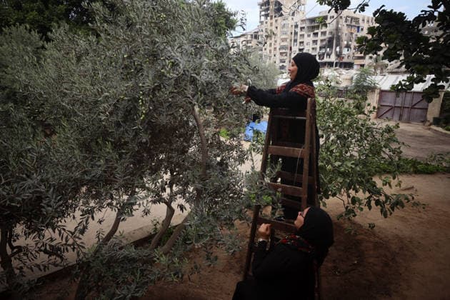 Olives Harvesting In Gaza Palestinian volunteers help farmers harvest olives at a field in Gaza City, on September 30, 2026. Gaza Palestine  Copyright: xMajdixFathix originalFilename: fathi-notitle260930_npDqj.jpg