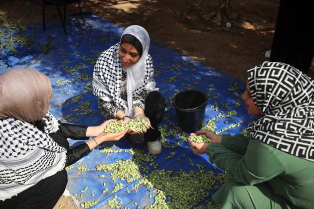 Olives Harvesting In Gaza Palestinian volunteers help farmers harvest olives at a field in Gaza City, on September 30, 2026. Gaza Palestine  Copyright: xMajdixFathix originalFilename: fathi-notitle260930_npoIJ.jpg