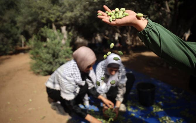 Olives Harvesting In Gaza Palestinian volunteers help farmers harvest olives at a field in Gaza City, on September 30, 2026. Gaza Palestine  Copyright: xMajdixFathix originalFilename: fathi-notitle260930_npVWy.jpg